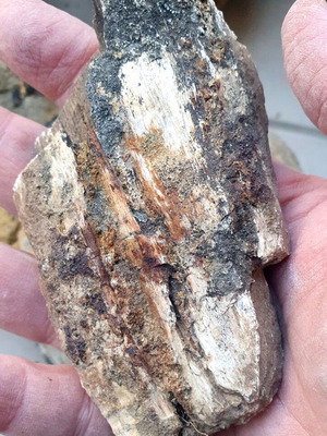 Petrified wood from Greece new