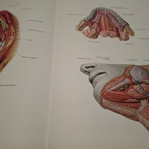 Sobotta Anatomy Atlas used, Greek edition