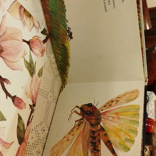 The Very Quiet Cricket children's book used in English