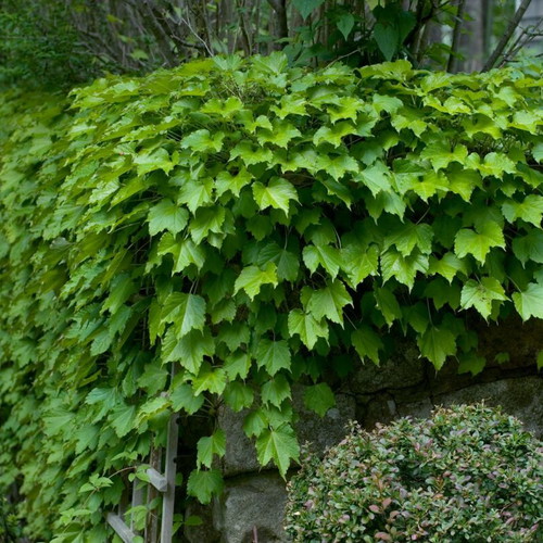 Parthenocissus Tricuspidata climbing plant seeds, pack of 25