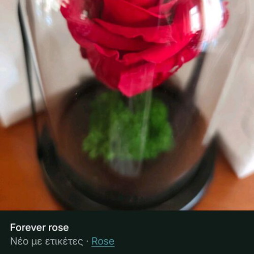 Forever rose new, in its box