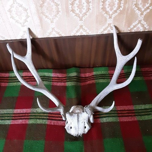 Deer antlers with skull like new