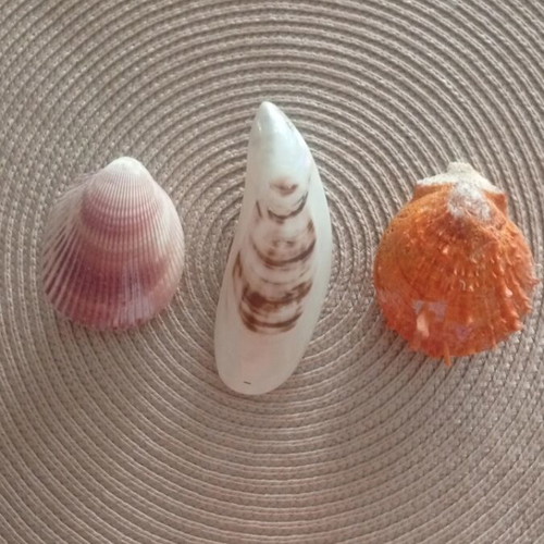 Set of 3 closed shells Spondylus, Cowrie and Scallop like new