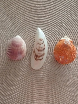 Set of 3 closed shells Spondylus, Cowrie and Scallop like new