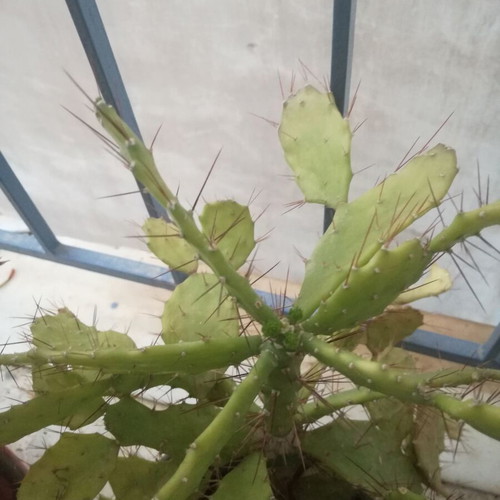 Opuntia Braziliensis cactus used in pot with 10cm plastic pot