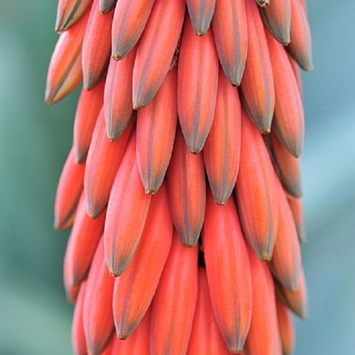 Musa acuminata Red Dacca red banana seeds, pack of 20