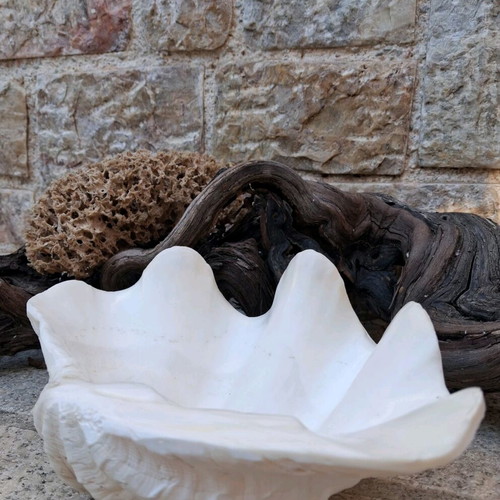 Κοχύλι Γιγάντια Αχιβάδα Σαν Καινούργιο (Tridacna Squamosa)