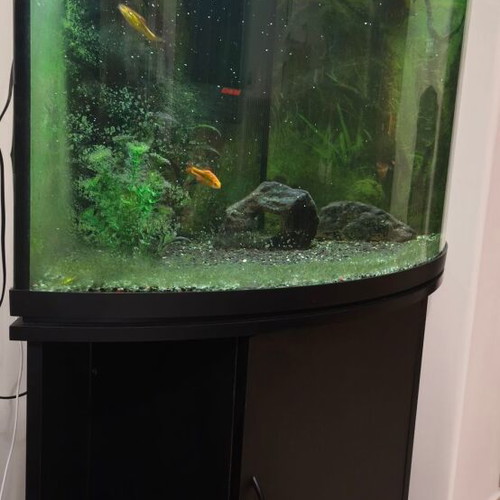 Corner aquarium 160 liters with fish, complete setup