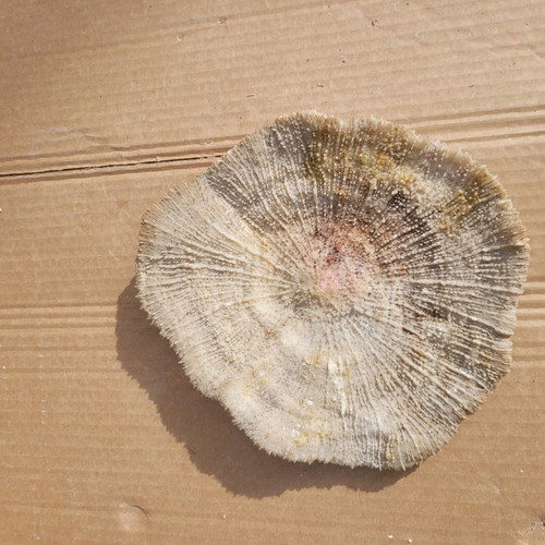 Achivada