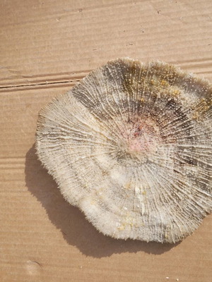 Achivada