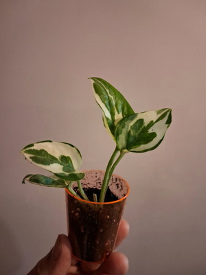 Gardening creation box: Pothos enjoy, clay pot, special potting soil