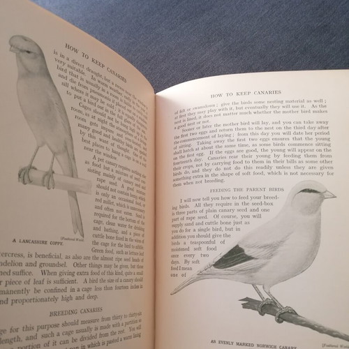 Pets and How to Keep Them book used