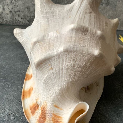 Large shell used