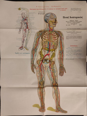 Anatomical Poster The Inner Man used, size 78cm x 60cm