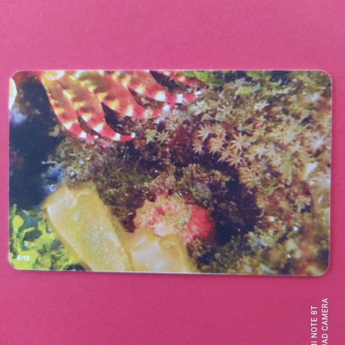 Lionfish puzzle used 10/8 03/2010