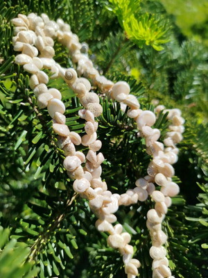 Necklace of small shells long like new