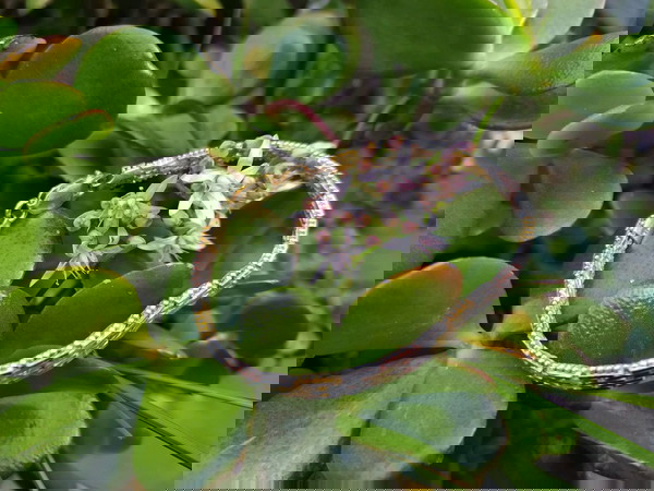 Βραχιόλι 925