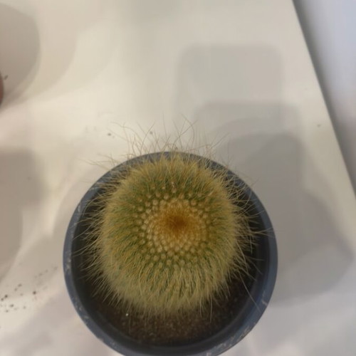 Cleistocactus cactus 10cm height new