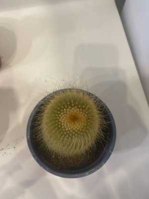 Cleistocactus cactus 10cm height new