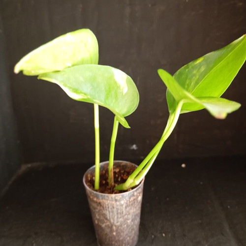 Pothos Golden baby plant for hanging or climbing indoor