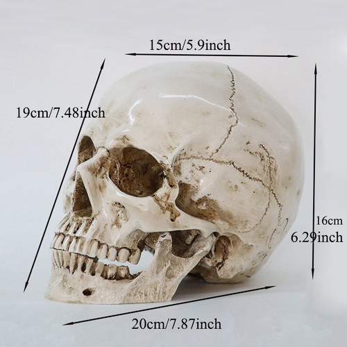 Skull handmade, accurate medical replica, new