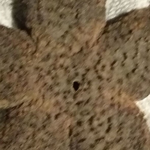 Fossils like new, set with comb, starfish and unknown