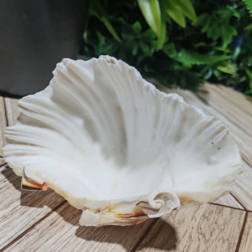 Vintage natural ocean shell bowl, royal design