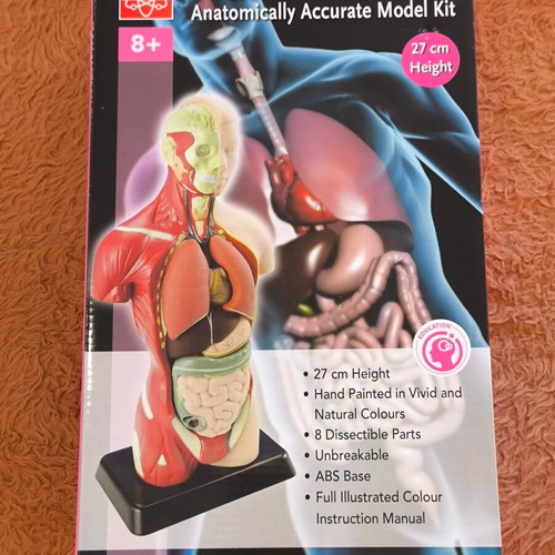 Human Torso 3D Puzzle Anatomical Model Kit