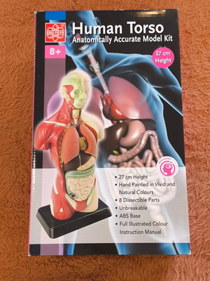 Human Torso 3D Puzzle Anatomical Model Kit