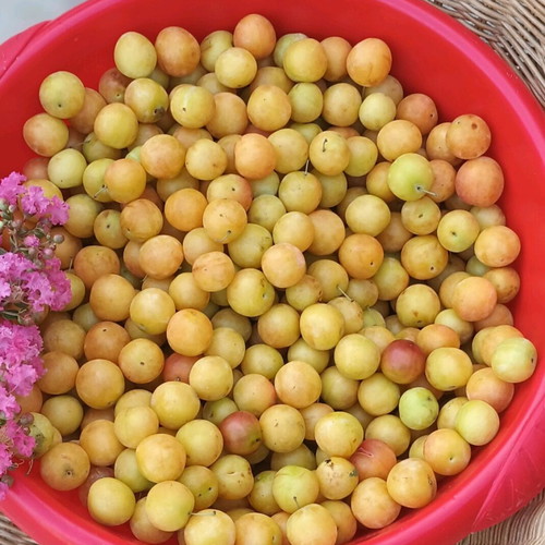 Organic homemade plum jam