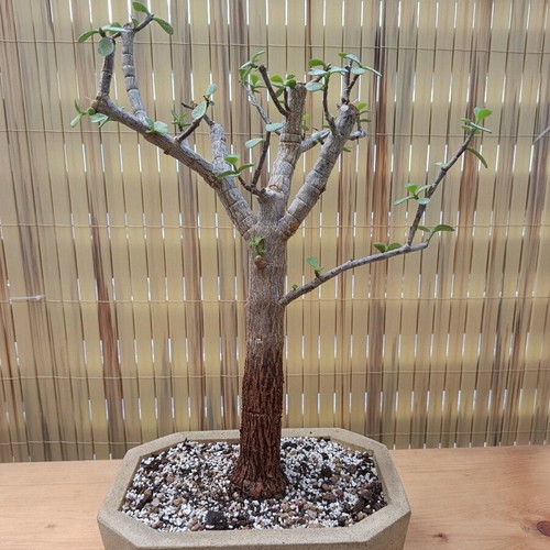 Portulacaria afra Bonsai 38cm new