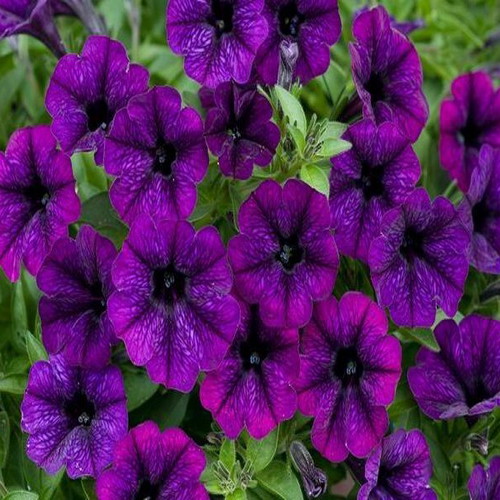 Petunia flower seeds, deep purple-blue, pack of 25