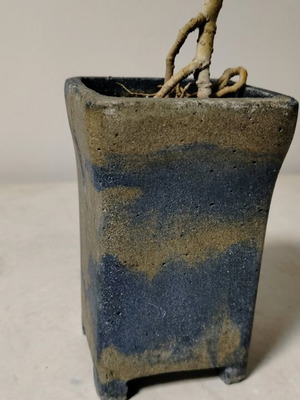 bonsai privet