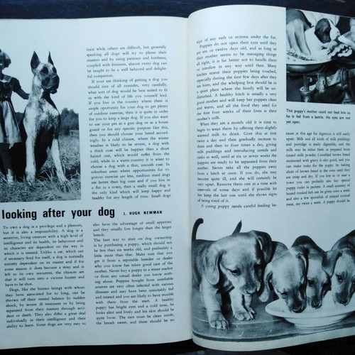 Paul Hamlyn Dogs Dogs Dogs Dogs Dogs book used, English
