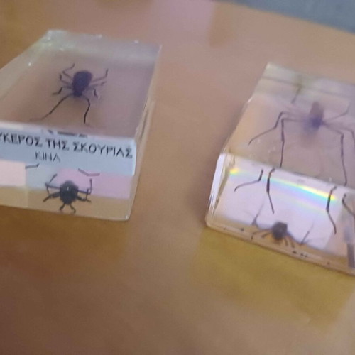 DeAGOSTINI complete insect collection, 85 insects