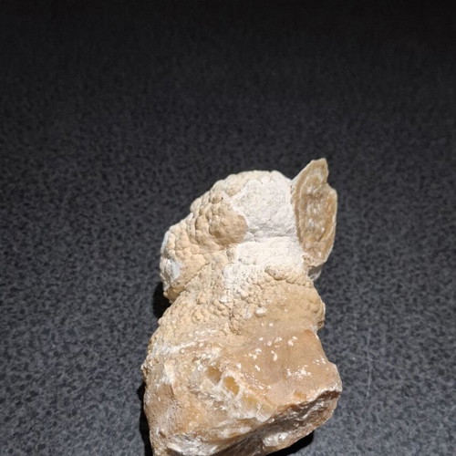 Fossilized Horn Coral with Calcite Crystals like new, 545g