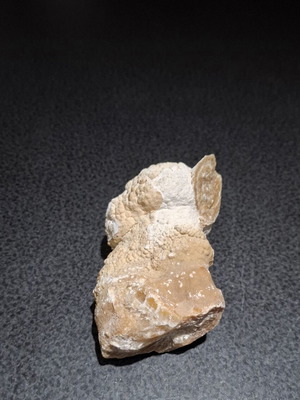 Fossilized Horn Coral with Calcite Crystals like new, 545g