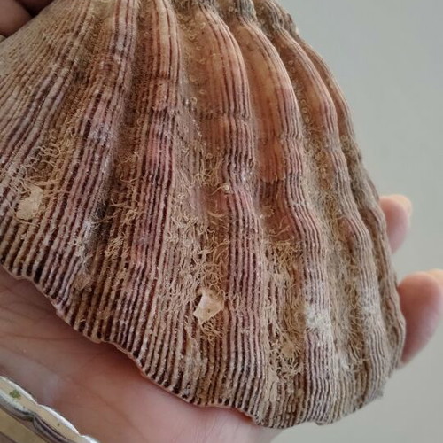Lion's Paw Natural Seashell like new