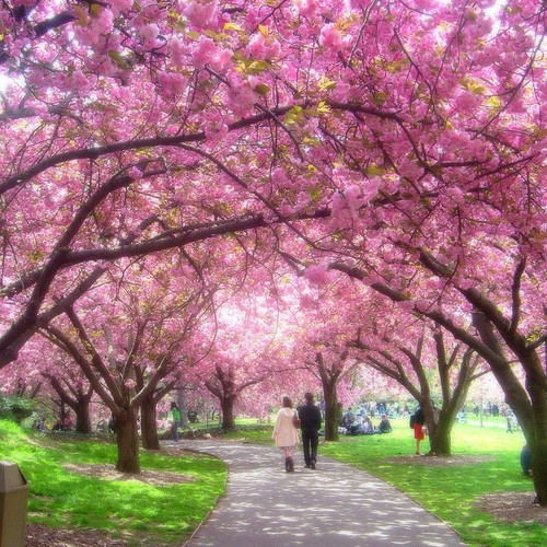 25 Pink Japanese Cherry Sakura Prunus Serrulata Seeds