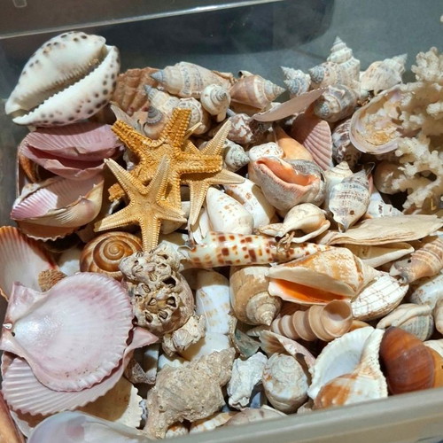 Large collection pack of natural seashells with box