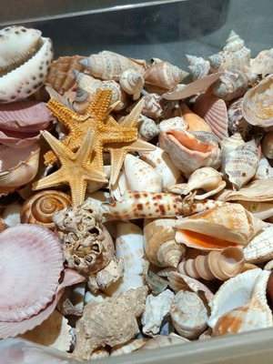 Large collection pack of natural seashells with box