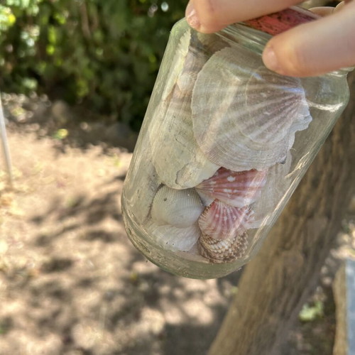 Seashells like new