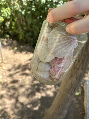 Seashells like new