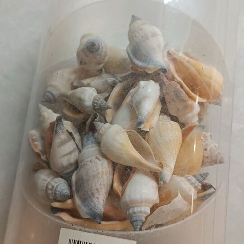 Fylliana decorative shells new, pack