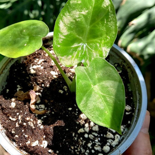Alocasia odora baby plants new, healthy and resilient