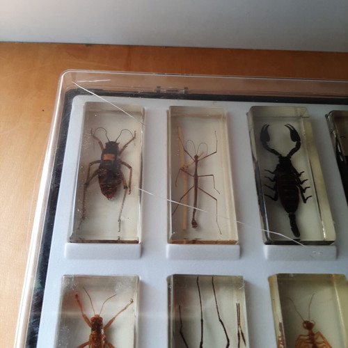 Insect collection like new with display case
