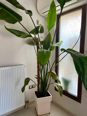 Strelitzia Nicolai φυτό σαν καινούργιο, ύψους 2,40μ. σε γλάστρα