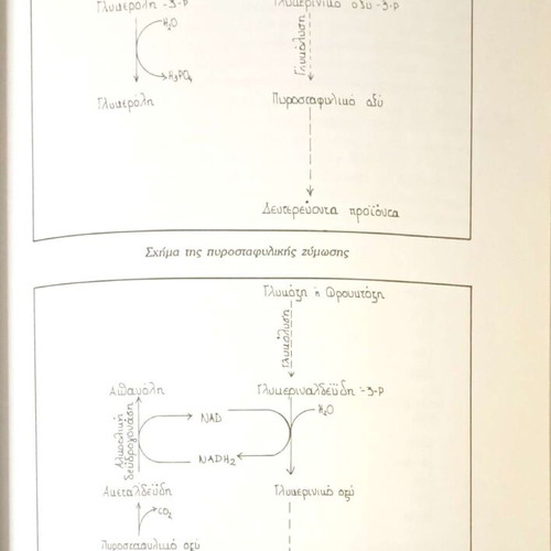 Oenology From Grape to Wine by Argyris Tsakiris used, Greek