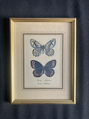 Καδράκι διακοσμητικό μεταχειρισμένο 20cm x 26cm με τύπωμα πεταλούδας