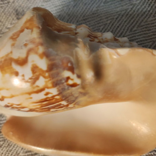 Strombidae seashell used with minor breaks, 15x12x7cm